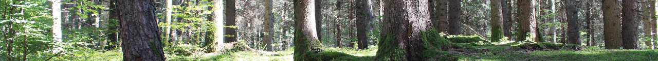 Wald Hauptseite Wald Hauptseite